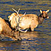Yellowstone Safari - See Wildlife in all seasons - First-class, private wildlife tours in Yellowstone. Experienced biologist guides facilitate exceptional nature-based experiences year-round. Elk, bears, wolves, moose & more.