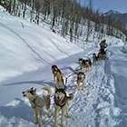 Absaroka Dog Sled Tours - Dog Sled Tours All Ages