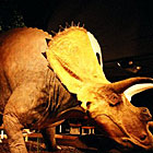 Museum of the Rockies - Dino & Fossil History