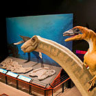Museum of the Rockies - Dino & Fossil History