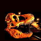 Museum of the Rockies - Dino & Fossil History