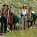 Yellowstone Llama Treks - Guided multi-day llama treks in Yellowstone Park. Charming pack llamas, stunning views, unforgettable hiking & camping experiences. You hike, llamas carry your gear.