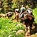 ABO Horseback trail rides near Yellowstone Park - Select from 2-hour, 1/2 or full-day horseback rides outside Gardiner just outside Yellowstone. Beautiful scenery, green meadows and ideal for all ages. See our times.