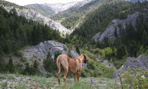 Bozeman Montana Backpacking