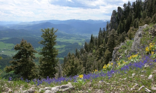 Bozeman Hiking M Trail