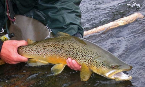 Yellowstone River Paradise Valley Emigrant Livingston Montana Fly Fishing Bozeman