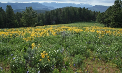 Gallatin Range Montana