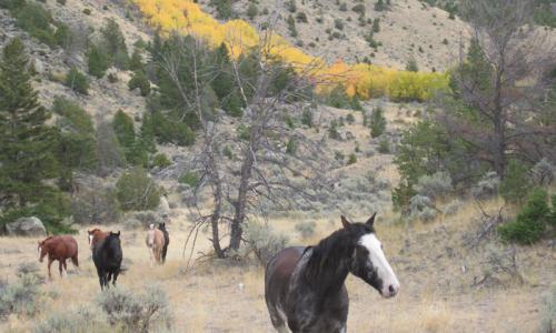 Paradise Valley MT Horses