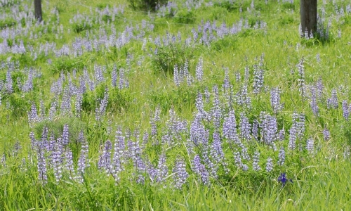 Paradise Valley Montana Wildflowers