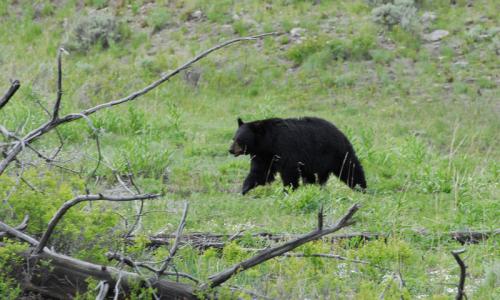 Yellowstone National Park Black Bear
