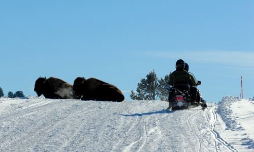 Yellowstone National Park Snowmobile Tour