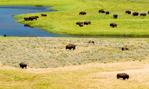 Yellowstone National Park Bison