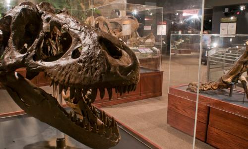 Museum of the Rockies Bozeman