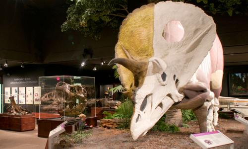 Museum of the Rockies Dinosaurs