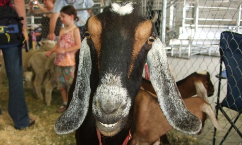 Gallatin County Fair Grounds Events