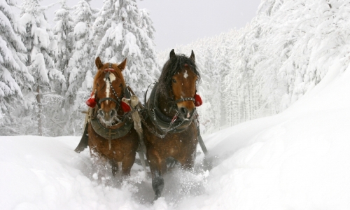 Bozeman Montana Sleigh Rides