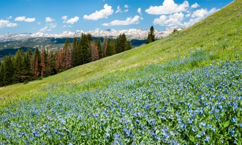 Beartooth Mountains Montana