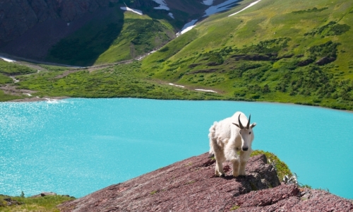 Glacier National Park Mountain Goat
