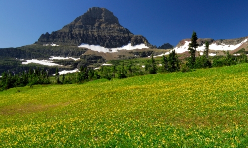 Hanging Garden Glacier National Park
