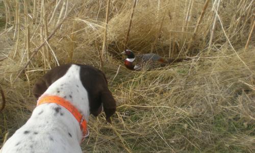 Hunting at Grey Cliffs Ranch in Bozeman Montana