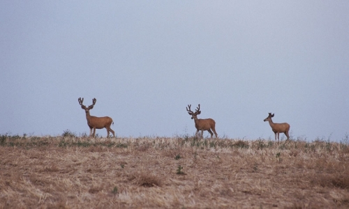 Deer near Bozeman Montana