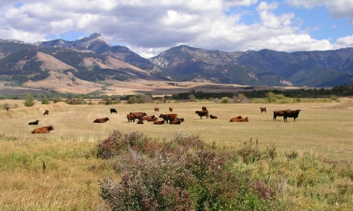 Bozeman Montana Horse Property