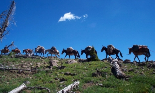 Yellowstone Pack Trips