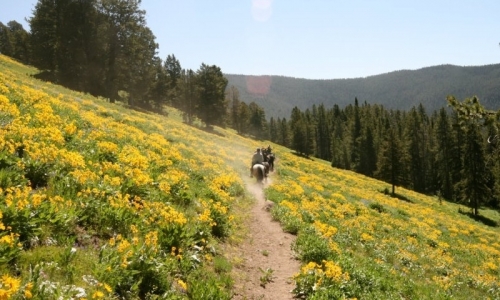 Yellowstone Horseback Riding