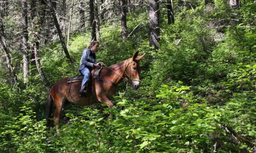 Bozeman Montana Horse Trail Rides