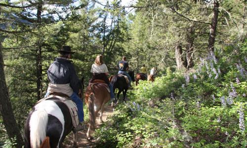 Gallatin Forest Horseback Riding Montana