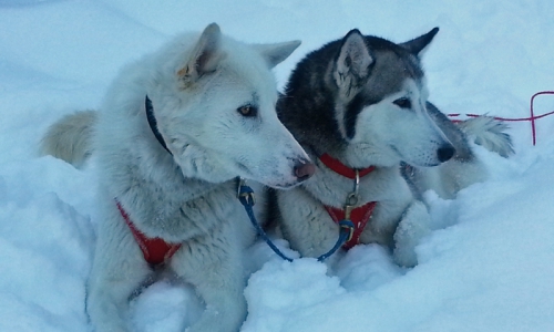 Bozeman Montana Dog Sled