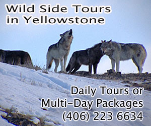 Wild Side Wildlife Tours