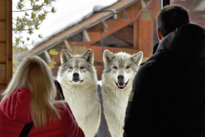 Grizzly And Wolf Discovery Center — West Yellowstone, MT