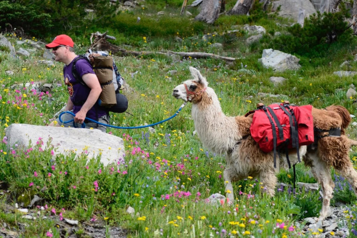 Montana Llama Guides — , 