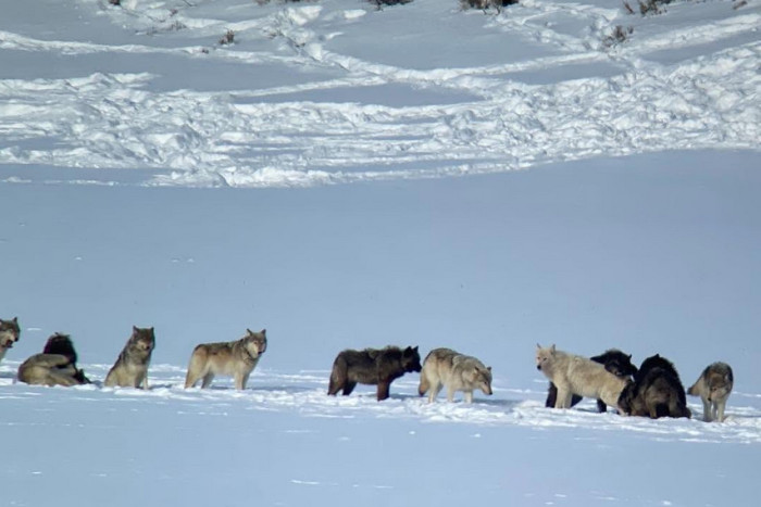 Yellowstone Wolf Tracker — , 