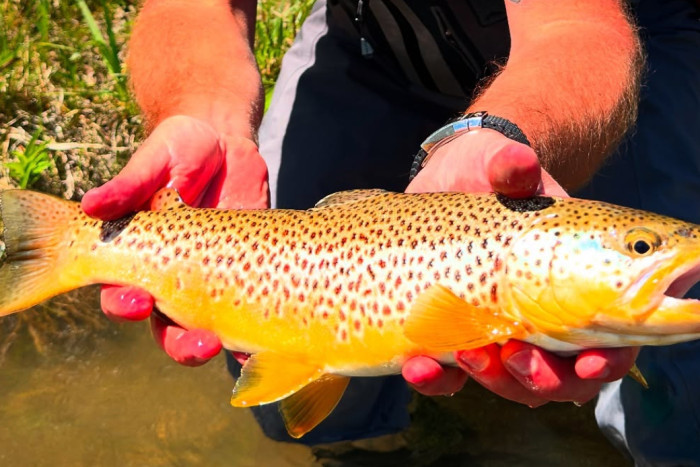 GYFO - Greater Yellowstone Fly Fishers — , 