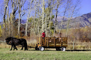 Bozeman Hay Rides | Sunrise Pack Station