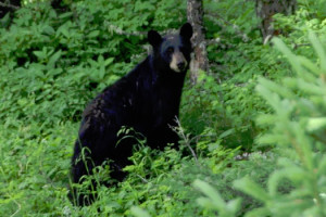 Big Sky Adventures & Tours