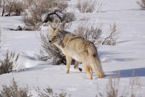 Yellowstone Hiking Guides - winter park tours