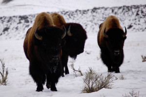 Yellowstone Hiking Guides | Yellowstone in winter