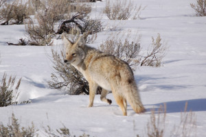 Yellowstone Winter Wildlife & Hot Springs Tour