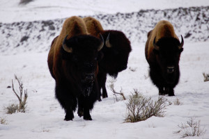 Yellowstone Winter Wildlife & Hot Springs Tour