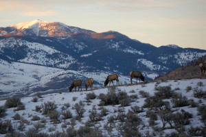 Yellowstone Winter Wildlife & Hot Springs Tour