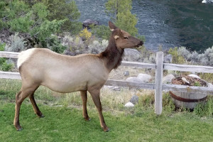 Absaroka Lodge - at YNP North Entrance