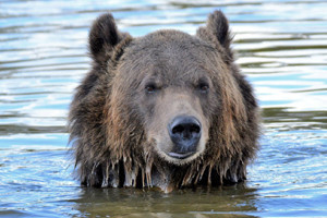 Grizzly & Wolf Discovery Center