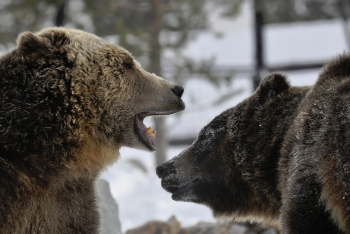 Grizzly And Wolf Discovery Center — West Yellowstone, MT