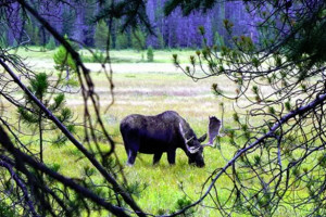 Guided Hiking & Camping Treks into Yellowstone