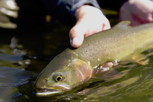 Plan Your Trip with Montana Fly Fishing Guides