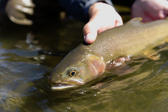 Montana Fly Fishing Guides LLC — Livingston, MT