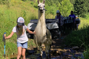 Half-Day Llama Hike & Picnic Trips in Bozeman